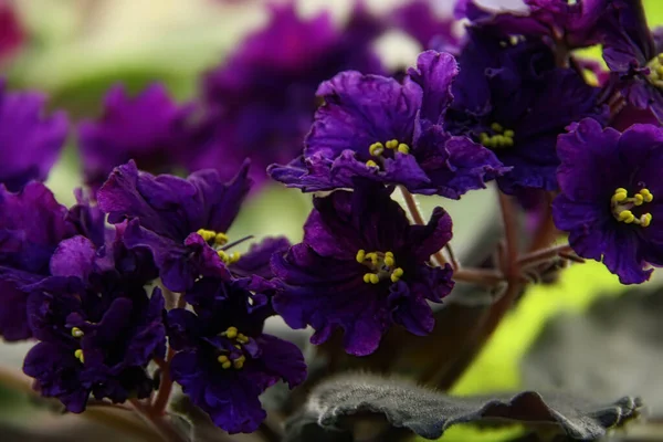 Piękna Saintpaulia lub fioletowy Uzumbar. Wewnętrzne kwiaty. Naturalne tło kwiatowe. — Zdjęcie stockowe
