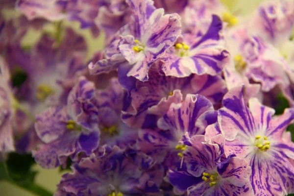 Vacker Saintpaulia eller Uzumbar violett. Blommor inomhus. Naturlig blommig bakgrund. — Stockfoto