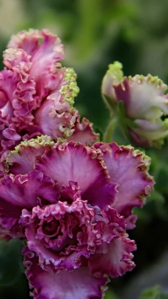 美しいサンプトーリアやウズムバーバイオレット。室内の花自然な花の背景. — ストック写真