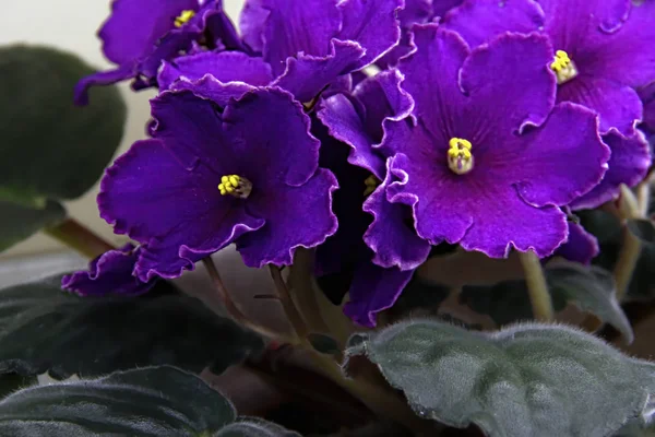 Vacker Saintpaulia eller Uzumbar violett. Blommor inomhus. Naturlig blommig bakgrund. — Stockfoto