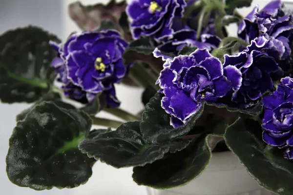Vacker Saintpaulia eller Uzumbar violett. Blommor inomhus. Naturlig blommig bakgrund. — Stockfoto