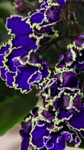 Schöne saintpaulia oder uzumbar violett. Zimmerblumen. natürlicher floraler Hintergrund. — Stockfoto