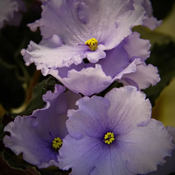 Beautiful pale blue flowers of African violet or Saintpaulia close-up — Stock Photo, Image