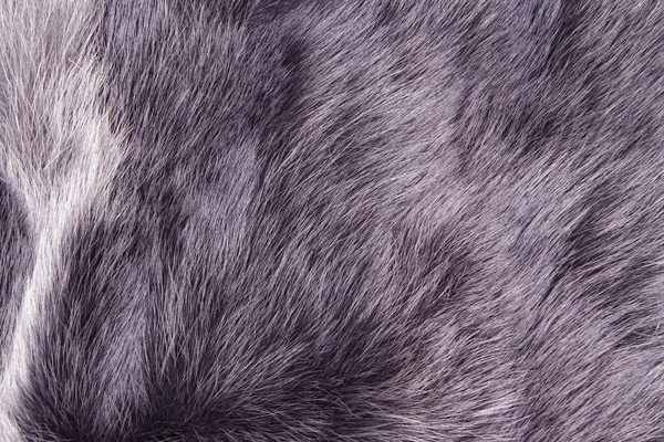 Pelliccia di volpe polare. Utile come texture o sfondo — Foto Stock