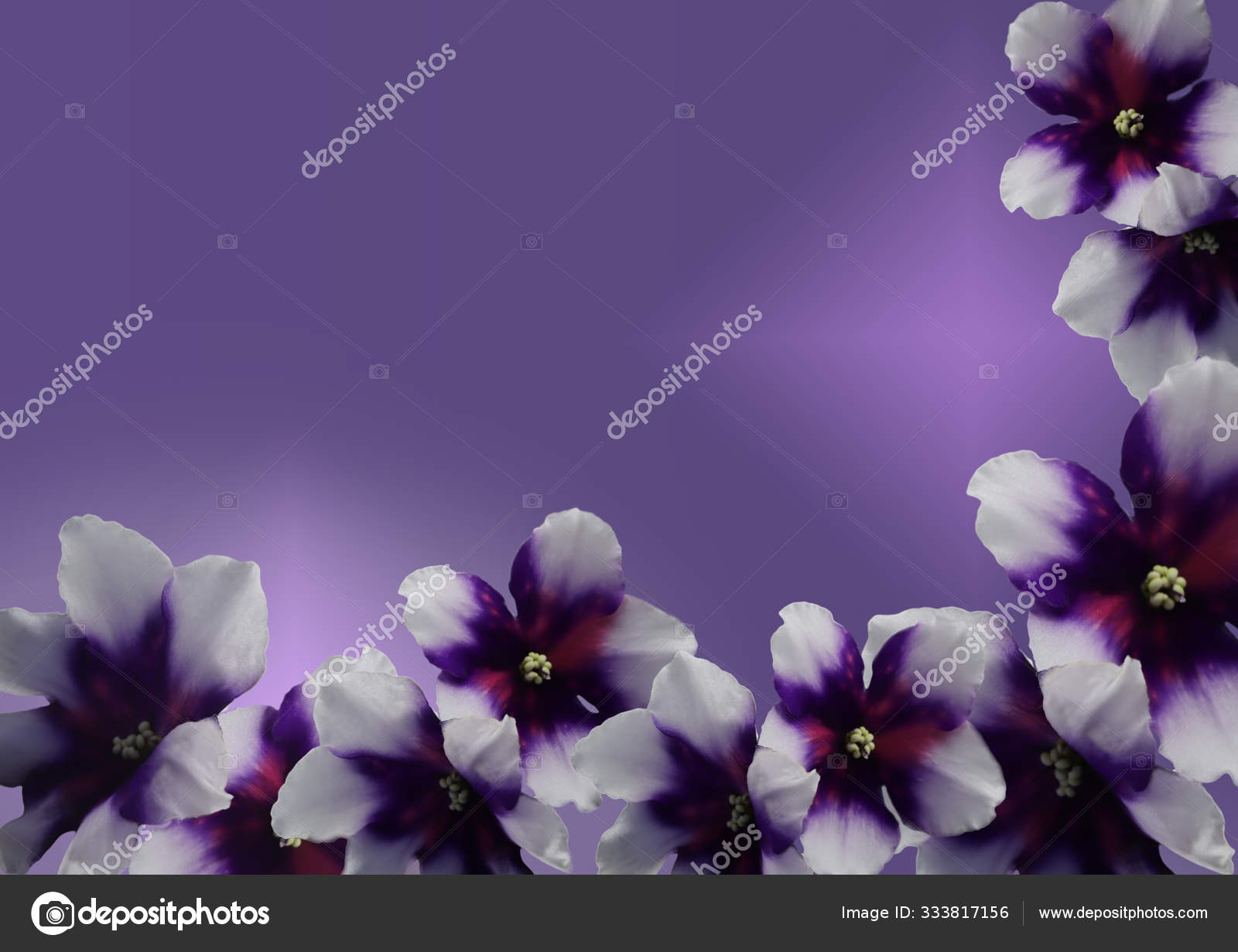 Hermosa flor violeta africana aislada sobre fondo degradado. Foto macro de  cabeza violeta africana. Una flor tropical — Foto de stock #333817156 ©  bonilook, image size:1600x1231