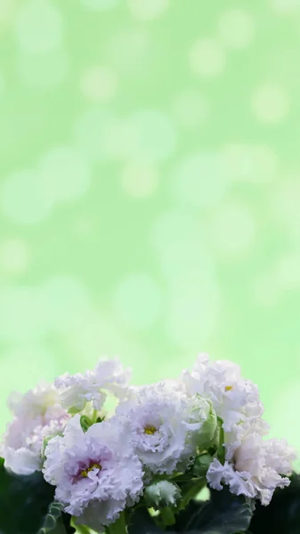 Beautiful white flower african violet isolated on gradient background. African violet head macro photo. A Tropical Flower — ストック写真