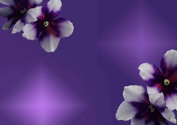 Spring flowers. Gorgeous white-violet violets on a gradient background. Free space for your text.