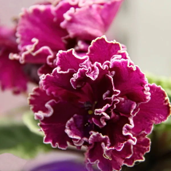 Beautiful Saintpaulia or Uzumbar violet. Indoor flowers. Natural floral background. — Stock Photo, Image