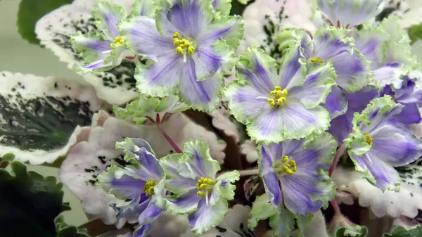 Vackra blekblå blommor av afrikansk viol eller Saintpaulia närbild — Stockfoto