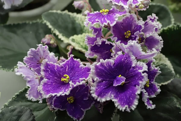 Güzel Saintpaulia veya Uzumbar menekşesi. Kapalı alandaki pembe çiçekler yakın plan. Doğal çiçek arkaplanı.