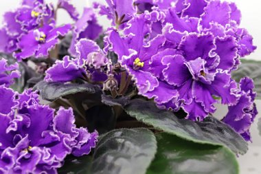 Güzel Saintpaulia veya Uzumbar menekşesi. Kapalı alandaki pembe çiçekler yakın plan. Doğal çiçek arkaplanı.