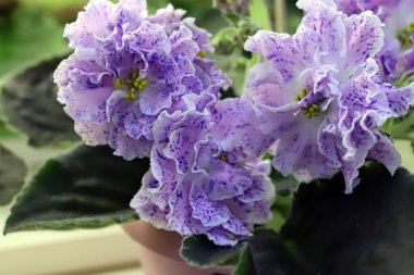 Güzel Saintpaulia veya Uzumbar menekşesi. Kapalı alandaki pembe çiçekler yakın plan. Doğal çiçek arkaplanı.