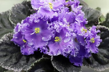 Güzel Saintpaulia veya Uzumbar menekşesi. Kapalı alandaki pembe çiçekler yakın plan. Doğal çiçek arkaplanı.