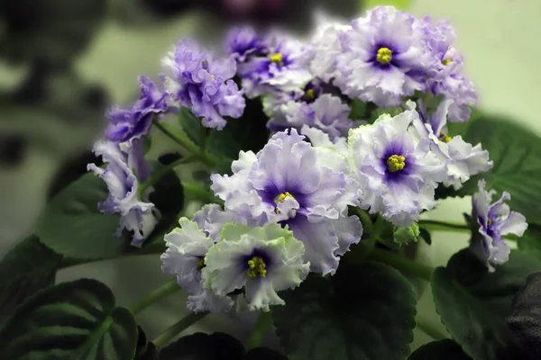 Belle Saintpaulia ou Uzumbar violet. Fleurs intérieures roses en gros plan. Fond floral naturel . — Photo