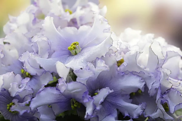 Piękna Saintpaulia lub fioletowy Uzumbar. Różowe kwiaty wewnętrzne zbliżenie. Naturalne tło kwiatowe. — Zdjęcie stockowe