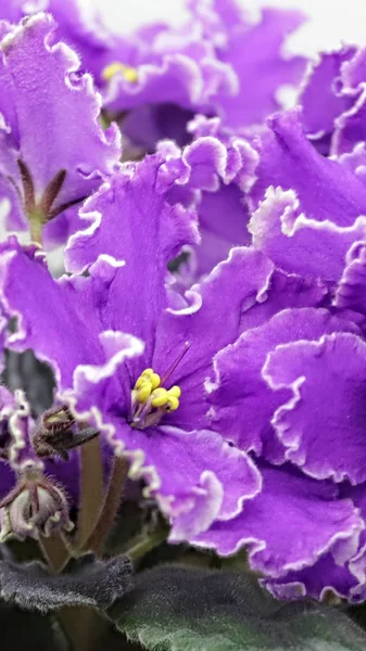 Vacker Saintpaulia eller Uzumbar violett. Rosa inomhus blommor närbild. Naturlig blommig bakgrund. — Stockfoto