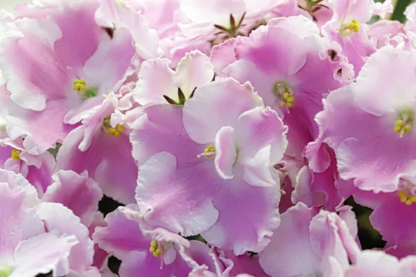 Piękna Saintpaulia lub fioletowy Uzumbar. Różowe kwiaty wewnętrzne zbliżenie. Naturalne tło kwiatowe. — Zdjęcie stockowe