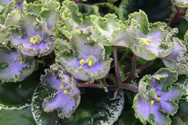 Vacker Saintpaulia eller Uzumbar violett. Rosa inomhus blommor närbild. Naturlig blommig bakgrund. — Stockfoto