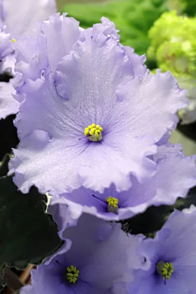 Beautiful Saintpaulia or Uzumbar violet. Pink indoor flowers close-up. Natural floral background. — Stock Photo, Image