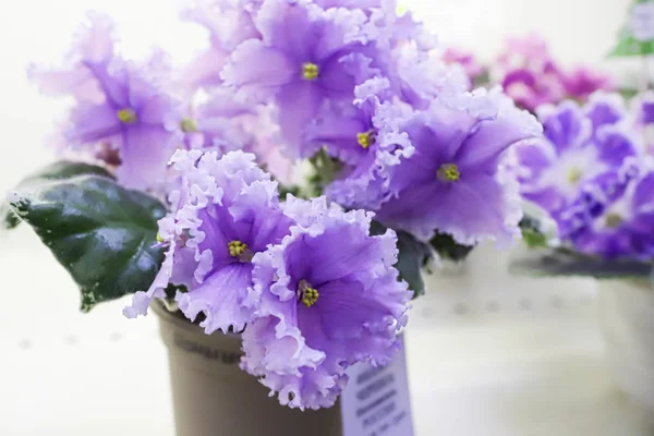 Beautiful Saintpaulia or Uzumbar violet. Pink indoor flowers close-up. Natural floral background. — Stock Photo, Image