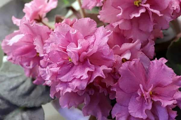 Beautiful Saintpaulia or Uzumbar violet. Pink indoor flowers close-up. Natural floral background. — Stock Photo, Image