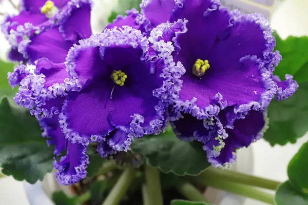 Güzel Saintpaulia veya Uzumbar menekşesi. Kapalı alandaki pembe çiçekler yakın plan. Doğal çiçek arkaplanı.