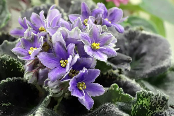 Bella Saintpaulia o viola Uzumbar. Fiori rosa indoor primo piano. sfondo floreale naturale . — Foto Stock