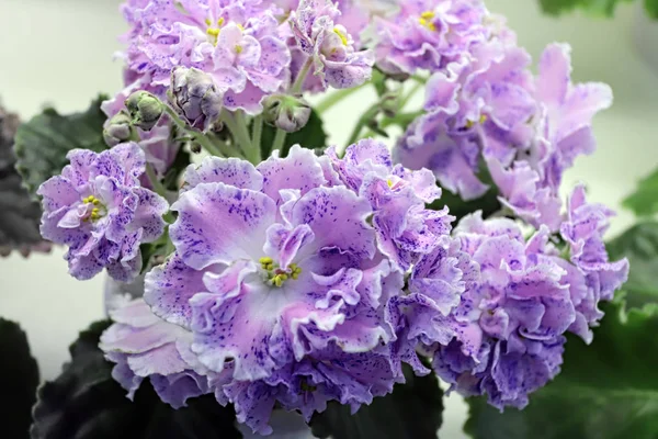Vacker Saintpaulia eller Uzumbar violett. Rosa inomhus blommor närbild. Naturlig blommig bakgrund. — Stockfoto