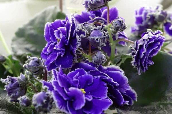 Vacker Saintpaulia eller Uzumbar violett. Rosa inomhus blommor närbild. Naturlig blommig bakgrund. — Stockfoto