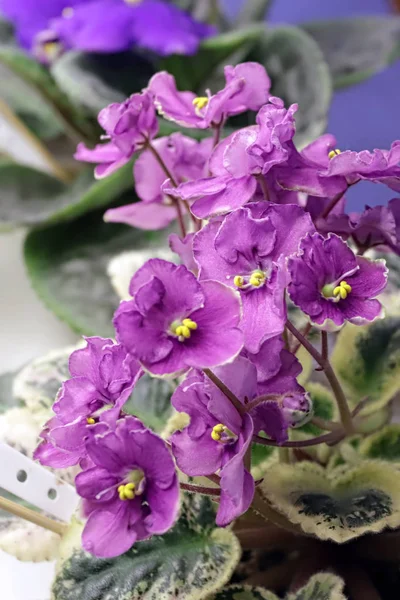 Beautiful Saintpaulia or Uzumbar violet. Pink indoor flowers close-up. Natural floral background. — Stock Photo, Image