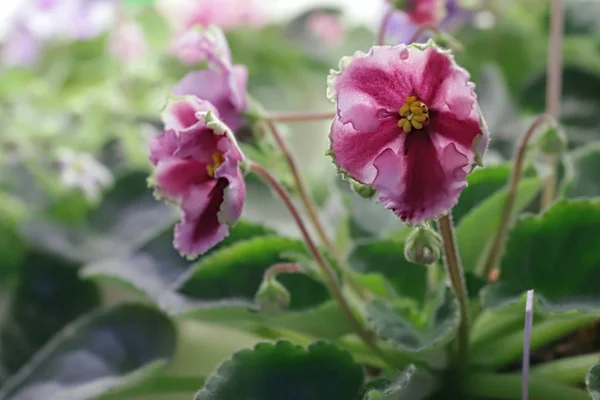 Beautiful Saintpaulia or Uzumbar violet. Pink indoor flowers close-up. Natural floral background. — Stock Photo, Image