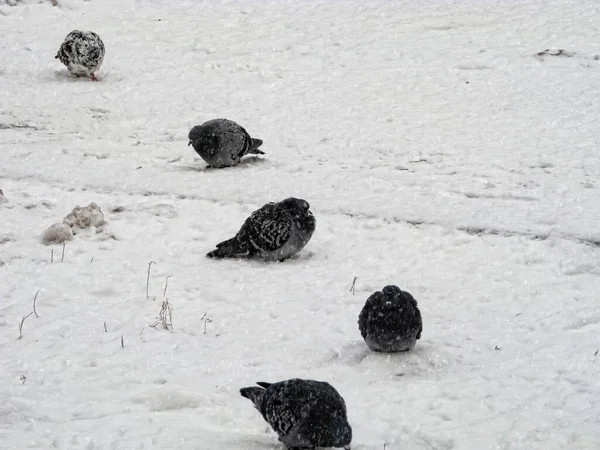Tauben sitzen im Winter im Schnee. die Vögel waren kalt und hungrig. — Stockfoto