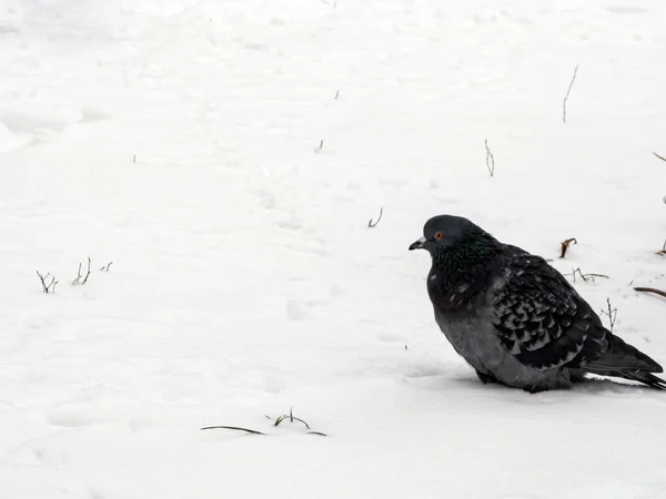 Tauben sitzen im Winter im Schnee. die Vögel waren kalt und hungrig. — Stockfoto