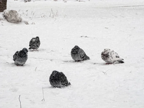 I piccioni si siedono nella neve in inverno. Gli uccelli erano freddi e affamati . — Foto Stock