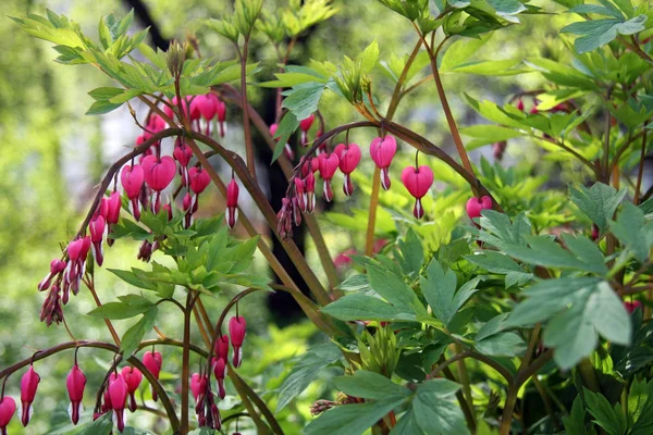 Dicentre garden blooming in pink, on the flowerbed in the spring.