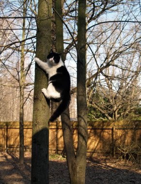 Siyah beyaz tüylü şişman kedi parktaki bir ağaca tırmanıyor..