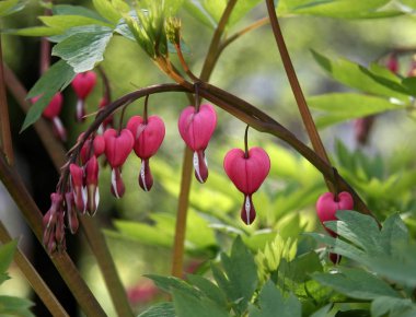 Dicentre Bahçesi pembeleşiyor, baharda çiçek tarhında..