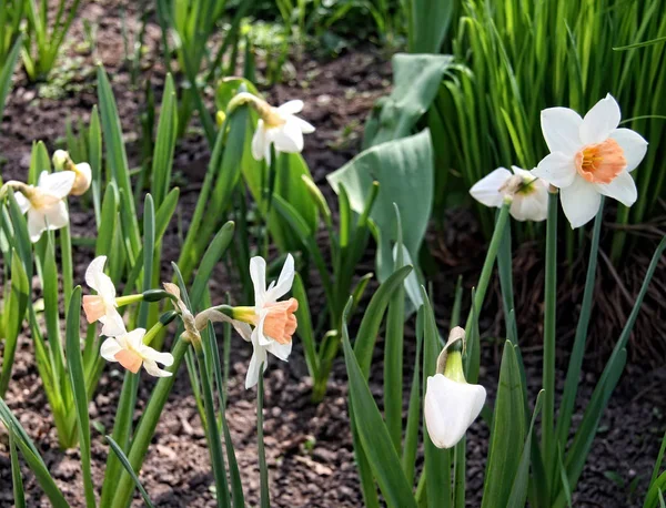 Campo de narcisos florecientes en el parque —  Fotos de Stock