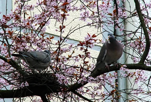 Kirschblüten und Tauben — Stockfoto