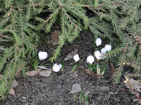 The first days of spring, the awakening of nature after winter. The earliest spring flowers are crocuses — Stock Photo, Image