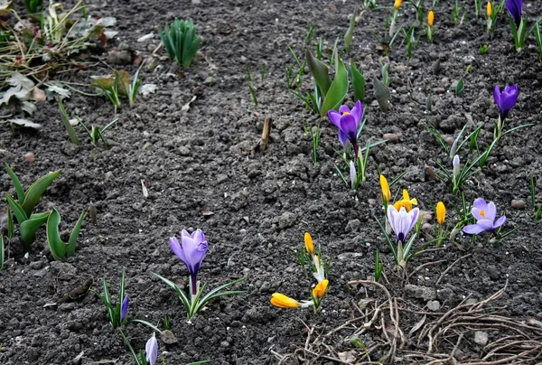 First Days Spring Awakening Nature Winter Earliest Spring Flowers Crocuses — Stock Photo, Image