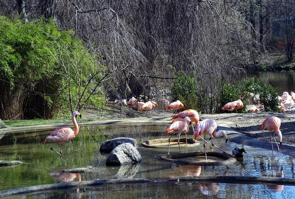 Pink Caribbean flamingos, Phoenicopterus ruber ruber, walks on water. Beautiful graceful birds. — Stok fotoğraf