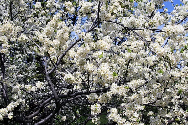Fiori dei fiori di mela in un giorno di primavera — Foto Stock