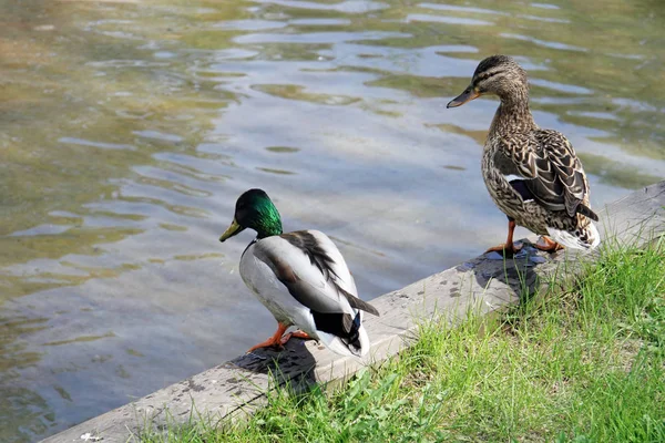 A male and female spiny duck stand near a pond with green water on a sunny spring day. — ストック写真