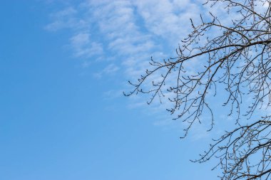 Mavi gökyüzüne karşı yapraksız ağaç dalları. Parlak mavi gökyüzü, ufukta beyaz bulutlar, güneşli bir günde. Doğa gökyüzü arkaplanı, tasarım dokusu. Doğal Bulutlu Duvar Kağıdı veya Kopya Alanı ile Web Afişi