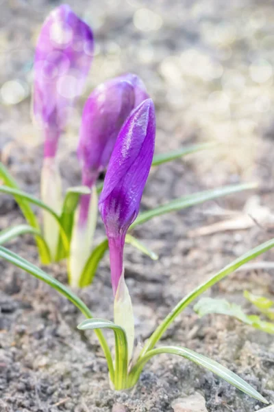 Beautiful First Spring Flowers Crocuses Bloom Bright Sunlight Selective Focus — Stock Photo, Image