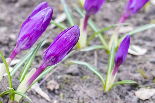 Amazing Delicate Purple Flowers Crocuses Background Early Spring View Magic — Stock Photo, Image