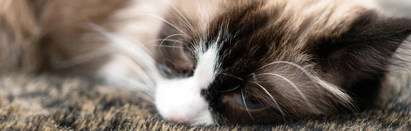 Cara Triste Gato Marrón Con Ojos Azules Cerca Pancarta Para — Foto de Stock