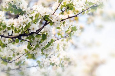 Bir bahar günü beyaz çiçekli elma ağacı dallarının arkaplanı.