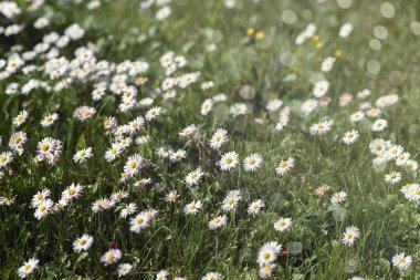 Yeşil çimlerde beyaz papatya çiçekleri, bulanık arkaplan